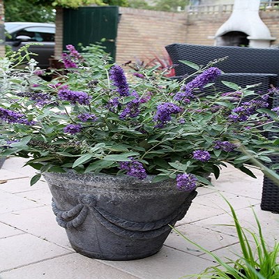 Blue Heaven Butterfly Bush - Click Image to Close